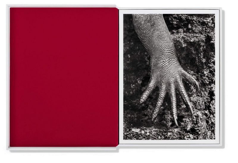 Книга Sebastiao Salgado. GENESIS. Postcard Set (9783836548014) 9783836548014 фото