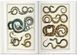 Книга Seba. Cabinet of Natural Curiosities (9783836569064) 9783836569064 фото 2