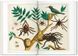 Книга Seba. Cabinet of Natural Curiosities (9783836569064) 9783836569064 фото 3