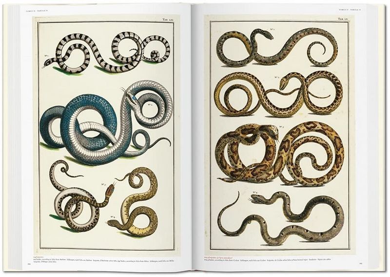Книга Seba. Cabinet of Natural Curiosities (9783836569064) 9783836569064 фото