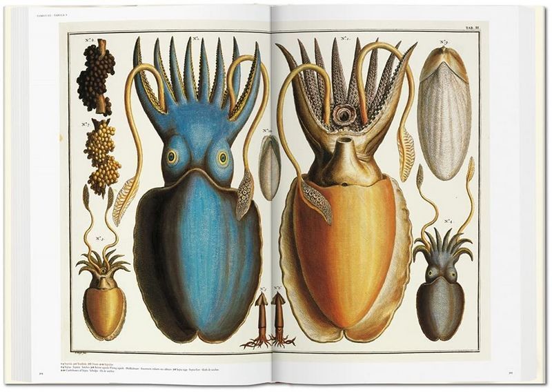 Книга Seba. Cabinet of Natural Curiosities (9783836569064) 9783836569064 фото