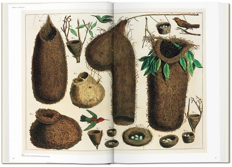 Книга Seba. Cabinet of Natural Curiosities (9783836569064) 9783836569064 фото