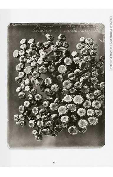 Книга Karl Blossfeldt. The Complete Published Work. 45th Ed. (9783836598514) 9783836598514 фото