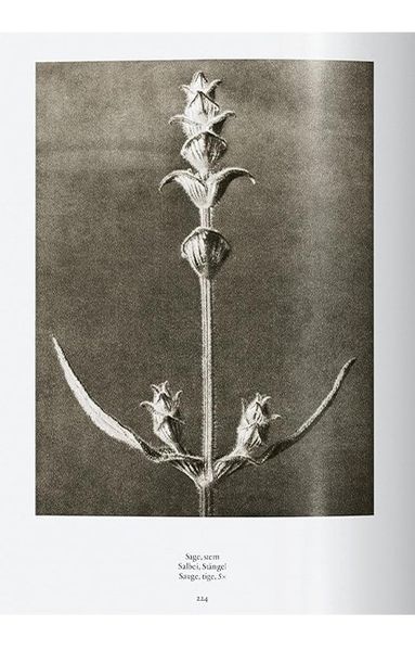 Книга Karl Blossfeldt. The Complete Published Work. 45th Ed. (9783836598514) 9783836598514 фото