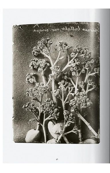 Книга Karl Blossfeldt. The Complete Published Work. 45th Ed. (9783836598514) 9783836598514 фото