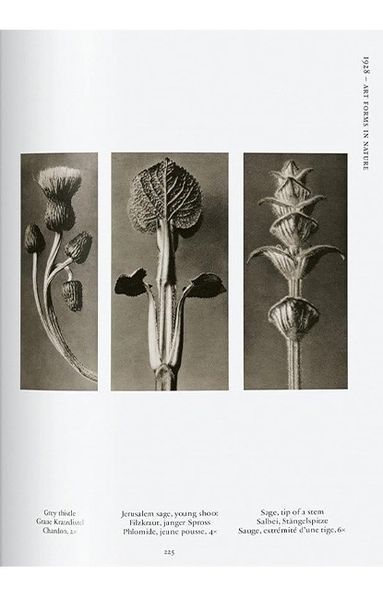 Книга Karl Blossfeldt. The Complete Published Work. 45th Ed. (9783836598514) 9783836598514 фото