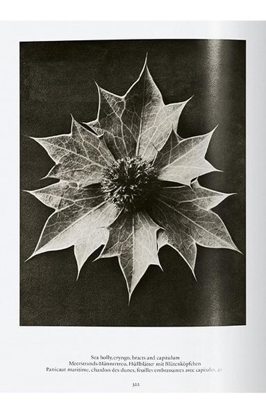 Книга Karl Blossfeldt. The Complete Published Work. 45th Ed. (9783836598514) 9783836598514 фото