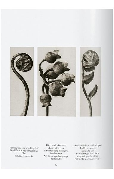 Книга Karl Blossfeldt. The Complete Published Work. 45th Ed. (9783836598514) 9783836598514 фото
