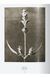 Книга Karl Blossfeldt. The Complete Published Work. 45th Ed. (9783836598514) 9783836598514 фото 10