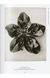 Книга Karl Blossfeldt. The Complete Published Work. 45th Ed. (9783836598514) 9783836598514 фото 14