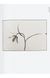 Книга Karl Blossfeldt. The Complete Published Work. 45th Ed. (9783836598514) 9783836598514 фото 5
