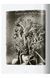 Книга Karl Blossfeldt. The Complete Published Work. 45th Ed. (9783836598514) 9783836598514 фото 6