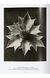 Книга Karl Blossfeldt. The Complete Published Work. 45th Ed. (9783836598514) 9783836598514 фото 13