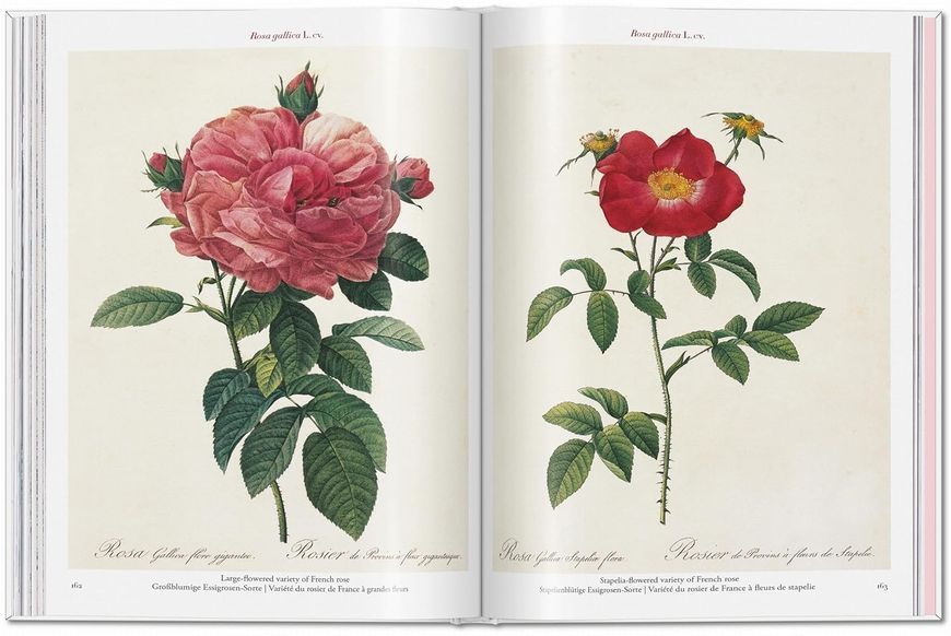 Книга Redout&eacute;. Roses (9783836595711) 9783836595711 фото