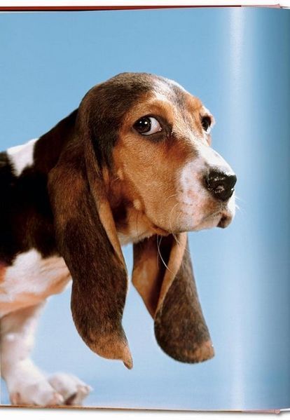 Книга Dogs: Photographs 1941-1991 (9783836584296) 9783836584296 фото