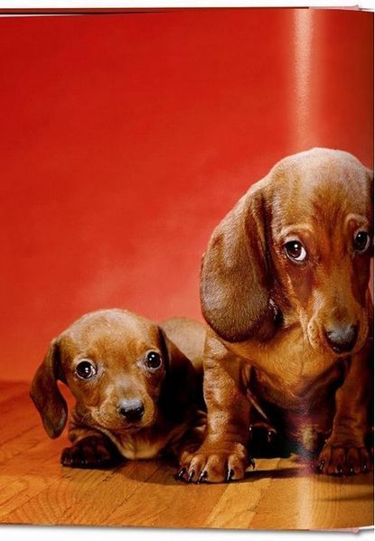 Книга Dogs: Photographs 1941-1991 (9783836584296) 9783836584296 фото