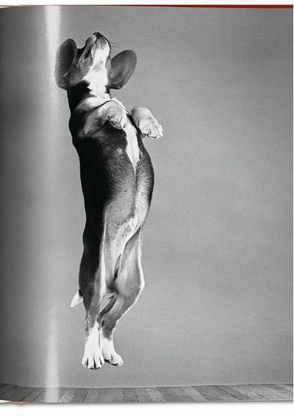 Книга Dogs: Photographs 1941-1991 (9783836584296) 9783836584296 фото
