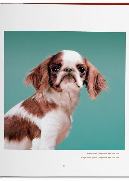 Книга Dogs: Photographs 1941-1991 (9783836584296) 9783836584296 фото