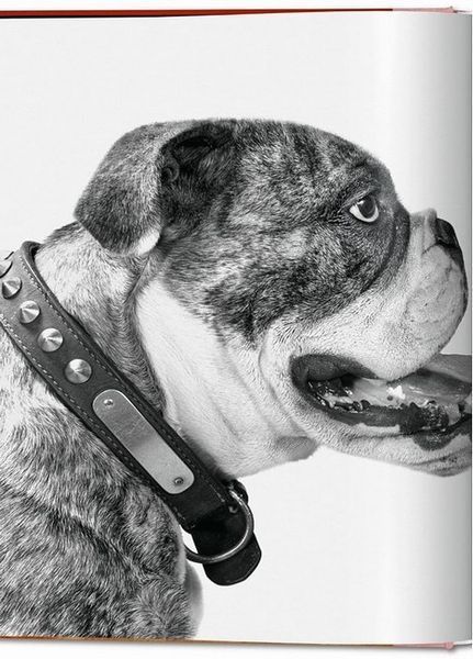 Книга Dogs: Photographs 1941-1991 (9783836584296) 9783836584296 фото
