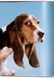 Книга Dogs: Photographs 1941-1991 (9783836584296) 9783836584296 фото 6