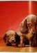 Книга Dogs: Photographs 1941-1991 (9783836584296) 9783836584296 фото 8