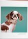 Книга Dogs: Photographs 1941-1991 (9783836584296) 9783836584296 фото 7
