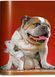 Книга Dogs: Photographs 1941-1991 (9783836584296) 9783836584296 фото 13