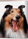 Книга Dogs: Photographs 1941-1991 (9783836584296) 9783836584296 фото 4
