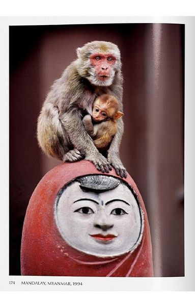 Книга Steve McCurry. Animals (9783836597036) 9783836597036 фото