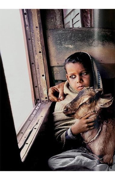 Книга Steve McCurry. Animals (9783836597036) 9783836597036 фото