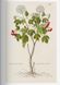 Книга Leonhart Fuchs. The New Herbal (9783754402153) 9783754402153 фото 5