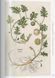 Книга Leonhart Fuchs. The New Herbal (9783754402153) 9783754402153 фото 11