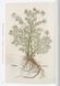 Книга Leonhart Fuchs. The New Herbal (9783754402153) 9783754402153 фото 8