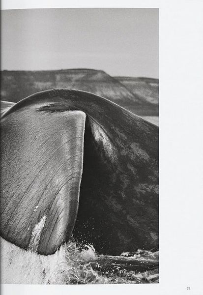 Книга Sebastiao Salgado. Genesis. 45th Ed. (9783754403358) 9783754403358 фото