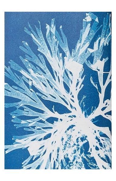 Книга Anna Atkins. Cyanotypes (9783836596039) 269384 фото
