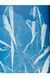 Книга Anna Atkins. Cyanotypes (9783836596039) 269384 фото 11
