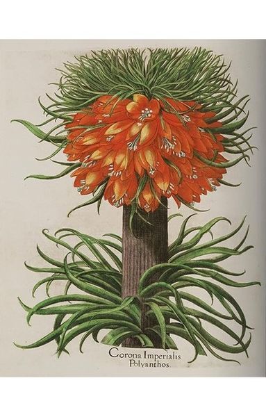 Книга Basilius Besler. The Garden at Eichstatt (в 3-х томах) (9783836547161) 279908 фото