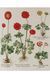 Книга Basilius Besler. The Garden at Eichstatt (в 3-х томах) (9783836547161) 279908 фото 5