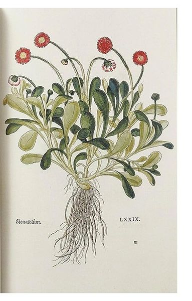 Книга Leonhart Fuchs. The New Herbal (9783836587662) 282786 фото