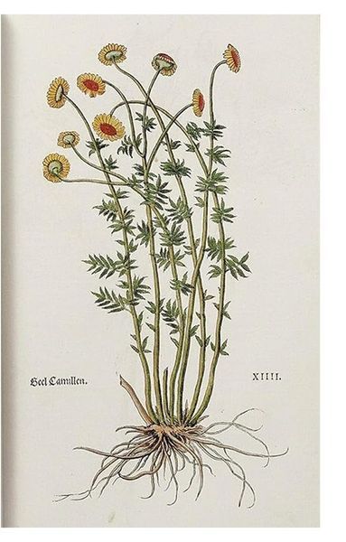 Книга Leonhart Fuchs. The New Herbal (9783836587662) 282786 фото