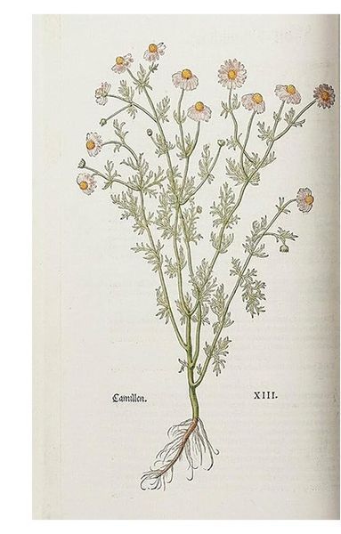 Книга Leonhart Fuchs. The New Herbal (9783836587662) 282786 фото
