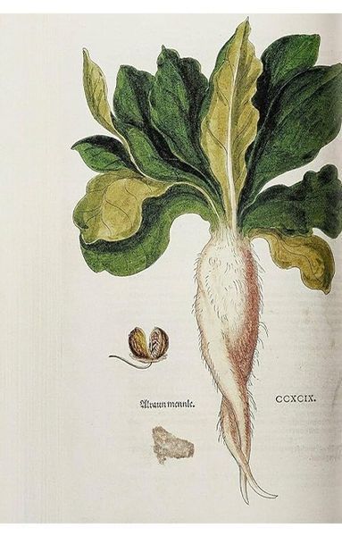 Книга Leonhart Fuchs. The New Herbal (9783836587662) 282786 фото