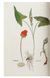 Книга Leonhart Fuchs. The New Herbal (9783836587662) 282786 фото 6