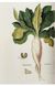 Книга Leonhart Fuchs. The New Herbal (9783836587662) 282786 фото 10