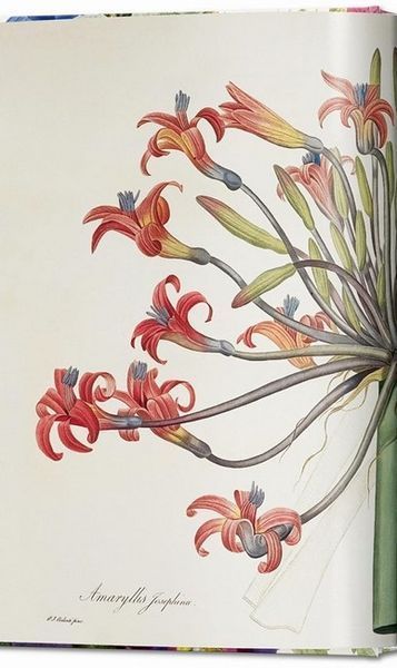 Книга Redout. The Book of Flowers. 45th Ed. (9783836556651) 9783836556651 фото