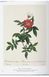 Книга Redout. The Book of Flowers. 45th Ed. (9783836556651) 9783836556651 фото 8