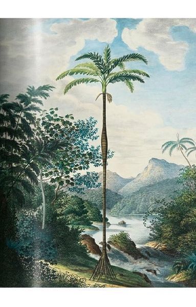 Книга Martius. The Book of Palms (9783836566148) 9783836566148 фото