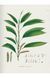 Книга Martius. The Book of Palms (9783836566148) 9783836566148 фото 7