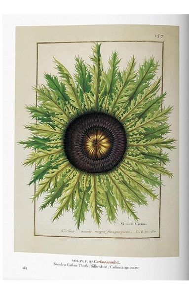 Книга A Garden Eden. Masterpieces of Botanical Illustration. 45th Ed. (9783836591911) 9783836591911 фото