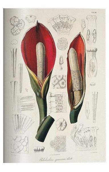 Книга A Garden Eden. Masterpieces of Botanical Illustration. 45th Ed. (9783836591911) 9783836591911 фото